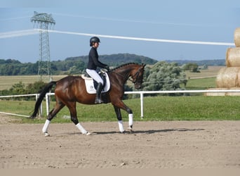 Mecklenburger warmbloed, Merrie, 4 Jaar, Donkerbruin