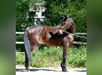 Mecklenburger warmbloed, Merrie, 5 Jaar, 160 cm, Bruin