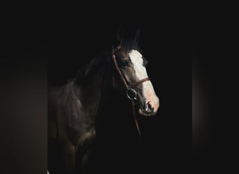 Mecklenburger warmbloed, Merrie, 5 Jaar, 160 cm, Zwartbruin