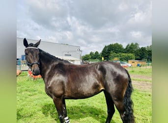 Mecklenburger warmbloed, Merrie, 5 Jaar, 162 cm, Donkerbruin