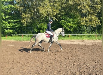 Mecklenburger warmbloed, Merrie, 5 Jaar, 164 cm, Schimmel