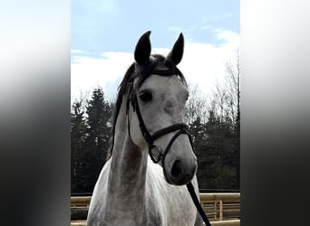 Mecklenburger warmbloed, Merrie, 5 Jaar, 164 cm, Schimmel