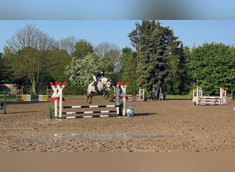 Mecklenburger warmbloed, Merrie, 5 Jaar, 164 cm, Schimmel