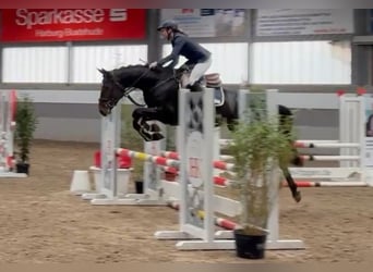 Mecklenburger warmbloed, Merrie, 5 Jaar, 165 cm, Donkerbruin