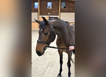 Mecklenburger warmbloed, Merrie, 5 Jaar, 166 cm, Donkerbruin
