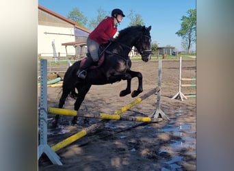 Mecklenburger warmbloed, Merrie, 5 Jaar, 167 cm, Zwartbruin