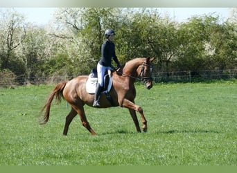 Mecklenburger warmbloed, Merrie, 5 Jaar, 170 cm, Vos