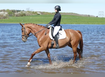 Mecklenburger warmbloed, Merrie, 5 Jaar, 170 cm, Vos