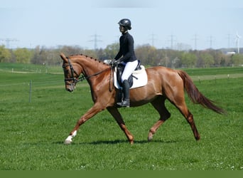 Mecklenburger warmbloed, Merrie, 5 Jaar, 170 cm, Vos