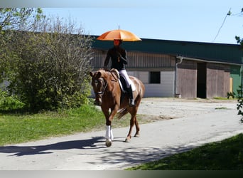 Mecklenburger warmbloed, Merrie, 5 Jaar, 170 cm, Vos