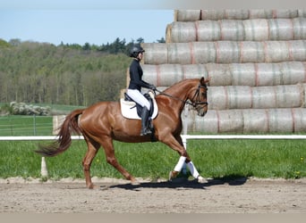 Mecklenburger warmbloed, Merrie, 5 Jaar, 170 cm, Vos
