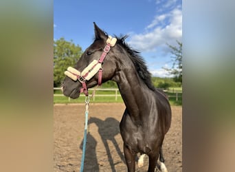 Mecklenburger warmbloed, Merrie, 5 Jaar, 170 cm, Zwart