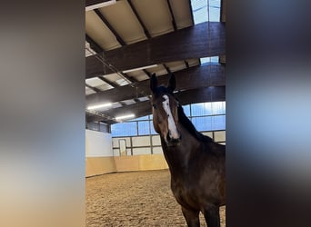 Mecklenburger warmbloed, Merrie, 5 Jaar, 172 cm, Donkerbruin