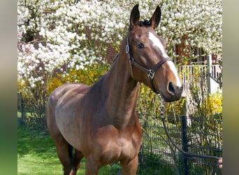 Mecklenburger warmbloed, Merrie, 5 Jaar, 172 cm