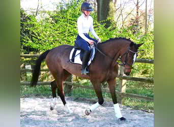 Mecklenburger warmbloed, Merrie, 5 Jaar, 172 cm