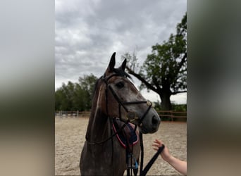 Mecklenburger warmbloed, Merrie, 5 Jaar, 172 cm, Schimmel