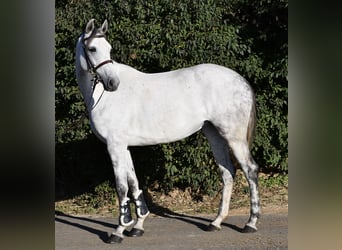 Mecklenburger warmbloed, Merrie, 6 Jaar, 162 cm, Schimmel