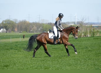 Mecklenburger warmbloed, Merrie, 6 Jaar, 164 cm, Bruin