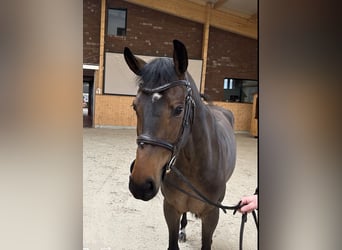 Mecklenburger warmbloed, Merrie, 6 Jaar, 166 cm, Donkerbruin