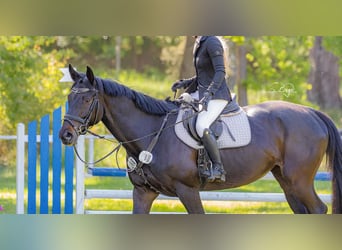 Mecklenburger warmbloed, Merrie, 6 Jaar, 166 cm, Donkerbruin