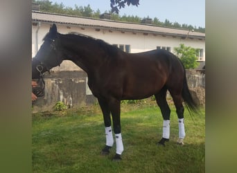 Mecklenburger warmbloed, Merrie, 6 Jaar, 167 cm, Zwart