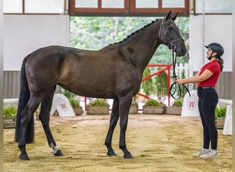 Mecklenburger warmbloed, Merrie, 6 Jaar, 169 cm, Donkerbruin