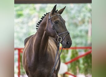 Mecklenburger warmbloed, Merrie, 6 Jaar, 169 cm, Donkerbruin