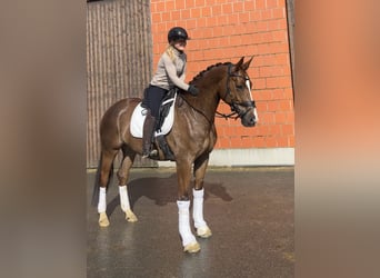 Mecklenburger warmbloed, Merrie, 6 Jaar, 169 cm, Vos