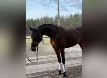 Mecklenburger warmbloed, Merrie, 6 Jaar, 170 cm, Bruin