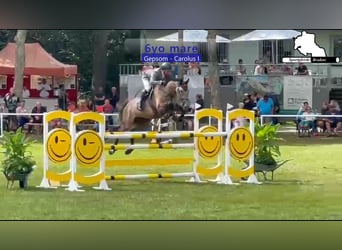 Mecklenburger warmbloed, Merrie, 6 Jaar, 174 cm, Schimmel