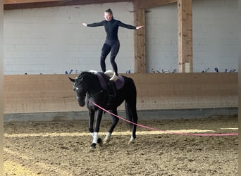 Mecklenburger warmbloed, Merrie, 7 Jaar, 168 cm, Zwart