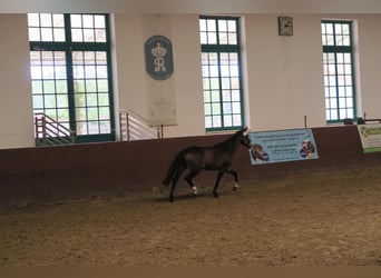 Mecklenburger warmbloed, Merrie, 8 Jaar, 160 cm, Buckskin