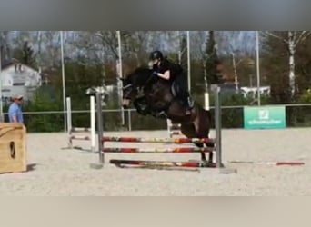 Mecklenburger warmbloed, Merrie, 8 Jaar, 164 cm, Buckskin