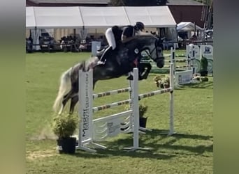 Mecklenburger warmbloed, Merrie, 8 Jaar, 169 cm, Schimmel