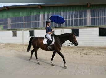 Mecklenburger warmbloed, Merrie, 8 Jaar, 174 cm, Brauner