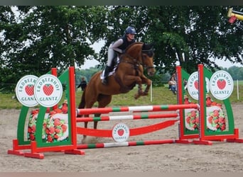 Mecklenburger warmbloed, Merrie, 9 Jaar, 168 cm