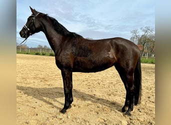 Mecklenburger warmbloed, Merrie, 9 Jaar, 169 cm, Zwart