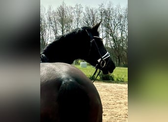 Mecklenburger warmbloed, Merrie, 9 Jaar, 169 cm, Zwart