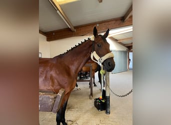 Mecklenburger warmbloed, Merrie, 9 Jaar, 172 cm, Bruin