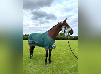 Mecklenburger warmbloed, Merrie, 9 Jaar, 172 cm, Bruin