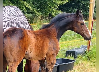 Mecklenburger warmbloed, Merrie, Veulen (04/2025), 145 cm, Donkerbruin