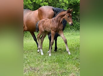 Mecklenburger warmbloed, Merrie, Veulen (04/2025), 168 cm, Bruin