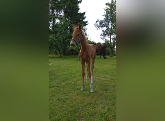 Mecklenburger warmbloed, Merrie, Veulen (06/2025), 170 cm, Donkere-vos