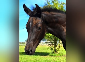 Mecklenburger warmbloed, Merrie, Veulen (05/2025), 170 cm, Zwart