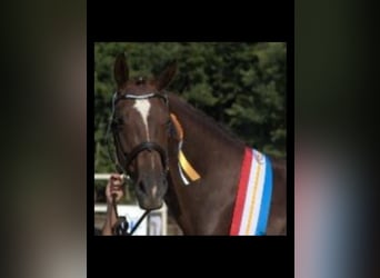 Mecklenburger warmbloed, Merrie, , 170 cm, Zwart