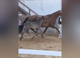 Mecklenburger warmbloed, Merrie, , 170 cm, Zwart