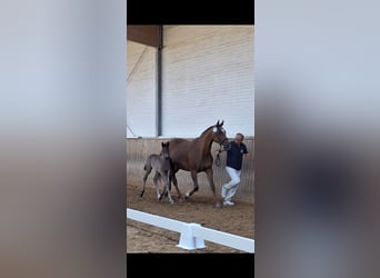 Mecklenburger warmbloed, Merrie, , 170 cm, Zwart