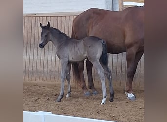 Mecklenburger warmbloed, Merrie, , 170 cm, Zwart