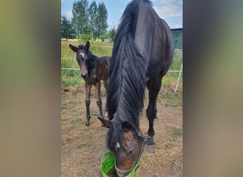 Mecklenburger warmbloed, Merrie, Veulen (07/2026), Bruin