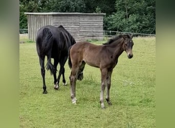 Mecklenburger warmbloed, Merrie, veulen (04/2024), Donkerbruin